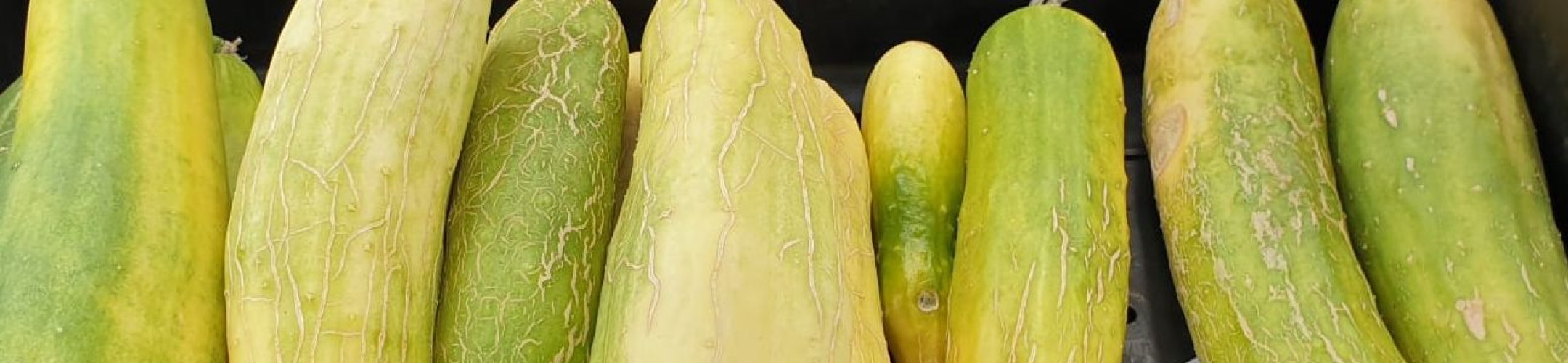 Toegankelijkheid oude rassen