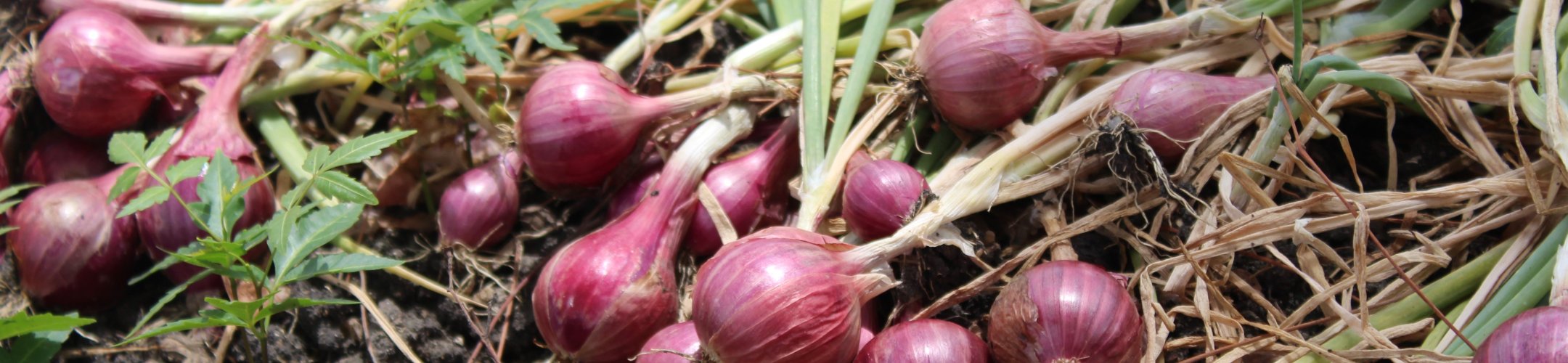 Ui-achtigen (Allium)