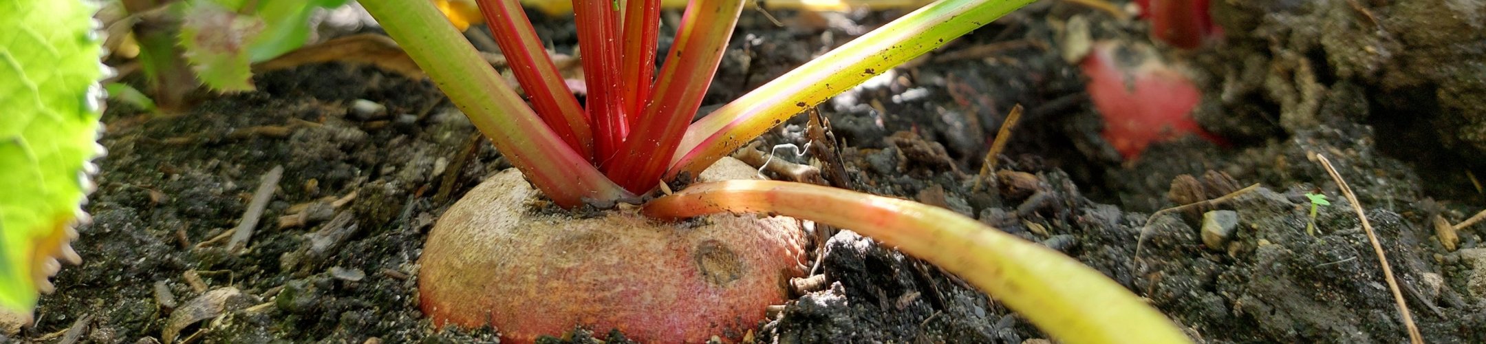 Wortel- en knolgewassen